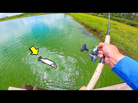 What is the hardest fighting fish?