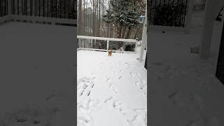 毛毛的第一场雪| Kitten’s first snow experience #cat #cats