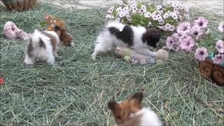 Papillon - dog  butterfly