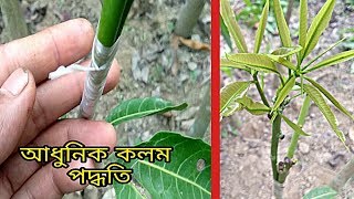 গাছে কলম করার জন্য 100% নিরাপদ ও নতুন পদ্ধতি। আম গাছে কলম পদ্ধতি