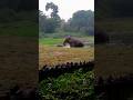 Elephant 🐘 Emerging From Water  #elephant #delhizoologicalpark #elephants  #viralvideo #shorts