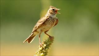 Ciocarlie de camp cantand, Singing Skylark, Alauda arvensis song