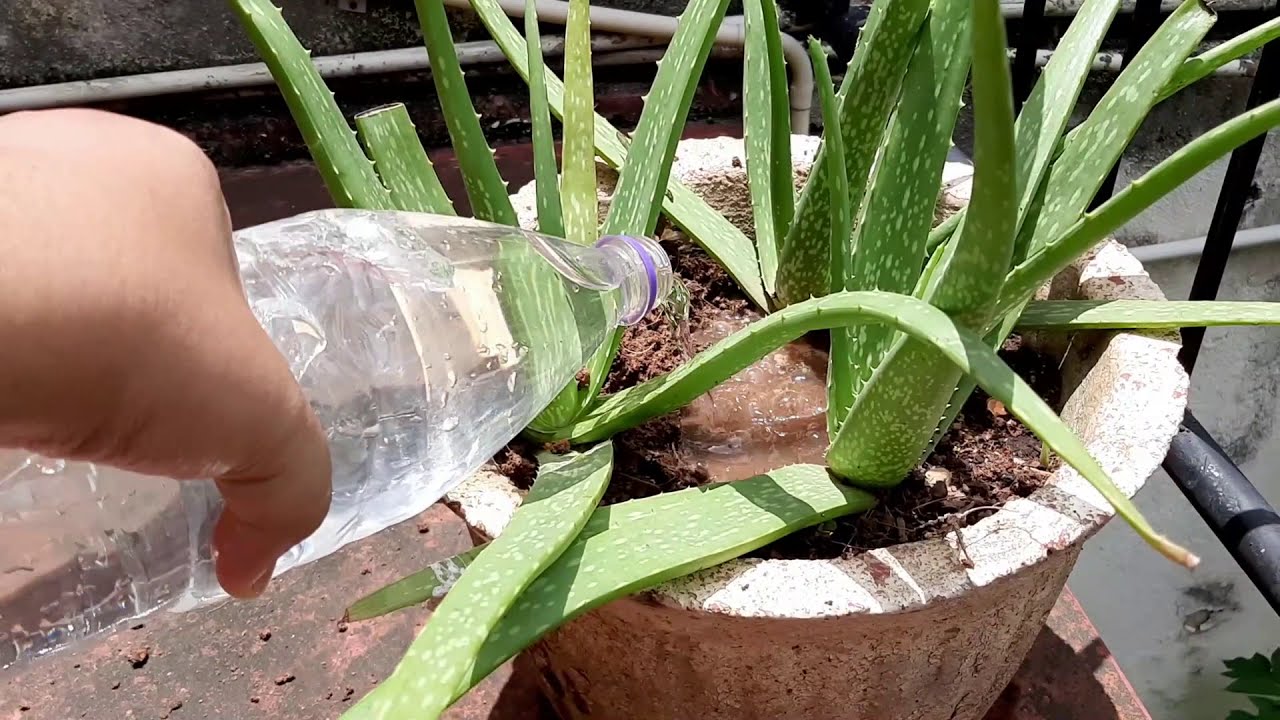 How To Water Aloe Vera | Alo E - YouTube