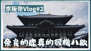 【京阪奈#2】奈良的鹿真的很ㄐㄅ！必吃大佛布丁、造訪千年歷史東大寺、人氣名店志津香釜飯