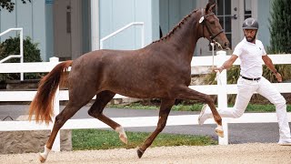 Pivadorette, Star/Prov. Keur at 2023 Dressage at Devon - 2020 KWPN mare (Fürst Jazz x Farrington)