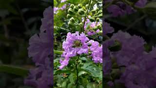 Lagerstroemia flower