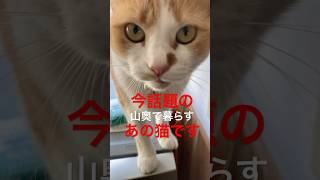 ひとりぼっちの猫散歩！着いて行ってみた！ #shorts