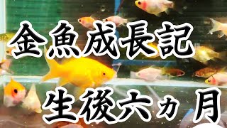 金魚成長記   生後六ヶ月【玉サバ×琉金】