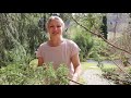 pruning the red cedar and japanese andromedas our japanese garden escape