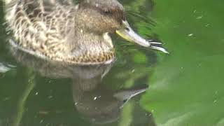 2019.9.14 東京上野鳥散歩