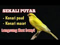 PANCINGAN KENARI GACOR❗ cuit cuit ngerol,Masteran kenari Paud belajar bunyi & pancingan kenari Macet