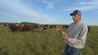 Riemer Family Farm's Regeneratively Raised Grass Fed Beef