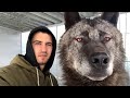 TOO BRAVE !!! This man raises the biggest and fiercest wolf in the world