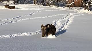 Unsere Kühe kneippen im Schnee