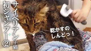 【中編】サイベリアン子猫を初めてシャンプー！飼い主も初体験②　乾かすのってすごく大変。まったく乾かない…