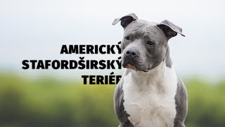 Americký stafordširský teriér - Atlas plemen - Tlapka TV