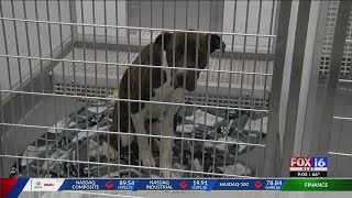 Bryant Animal Control: Don't Buy Pets As Gifts On A Whim