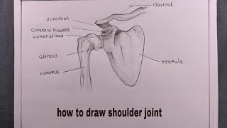 how to draw shoulder joint/draw shoulder joint diagram