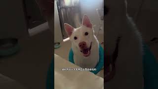 当睡醒后被狗子发现 车座子狗 猪咪 小香猪 牛牛 恶犬