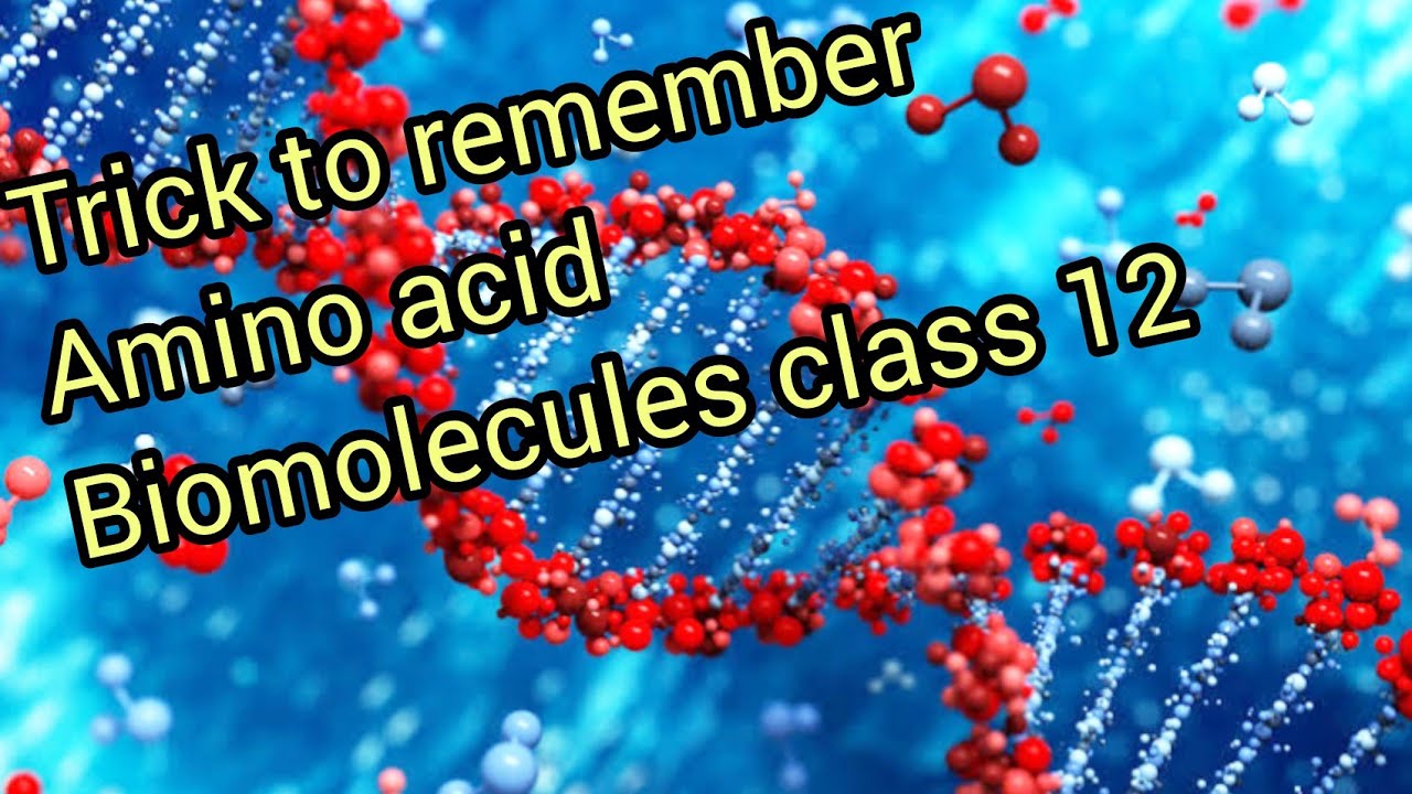 Essential Amino Acids Biomolecules At Victoria Wilsmore Blog