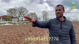 Kavrak kuchati qanday tartibda ekilishi kuhiston urug kuchat kerak bulsa murojat Tel+998934217776