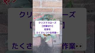 【やってる？】クリスマスローズ古葉切り【日光を当てる！】