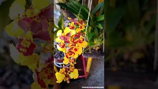 Oncidium Aloha Iwanaga Orchid | Dancing Ladies Orchid | The Introduction | Orchid Collection