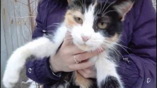 Красивая трехцветная кошка - Beautiful three-colored cat HD