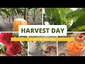 Harvest Day | Urban Farming | Home Gardening | Splash by Sam