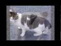 japanese bobtail 日本短尾貓