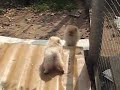 funny puppy chase. litter 25 u002626 2 5m