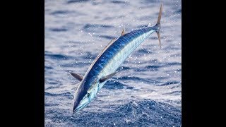 Wahoo on the Red Rooster III CharkBait 8 Day Trip Nov 2018