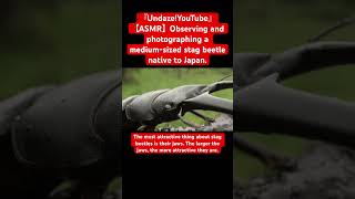 【ASMR】Observing and photographing a medium-sized stag beetle native to Japan. #mukbang #love #bug