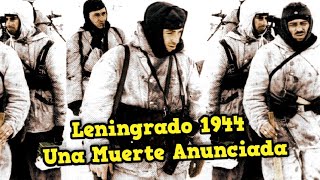 El Final de la Batalla por Leningrado 1944 | La Gran Ofensiva Rusa contra el Grupo Ejércitos Norte