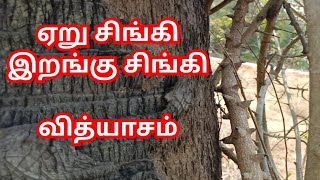 ஏறு சிங்கி இறங்கு சிங்கி