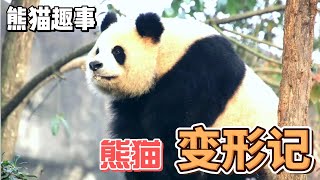 熊猫趣事，带你了解不一样的熊猫世界，原来熊猫圈也有变形记！#panda #熊猫 #百科 #萌宠