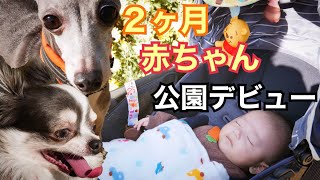 赤ちゃんの公園デビューに付き添ったチワワとイタリアングレーハウンド（イタグレ）【生後2ヶ月】