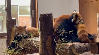 レッサーパンダ　キナコちゃんとキントキくん　微妙な距離感です　【茶臼山動物園】Red panda Chausuyama Zoo