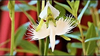 [4K]可愛いい！サギソウ等🔴昭和記念公園の花便り2019 8月29日 Habenaria radiata at Showa memorial park in Japan