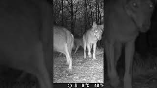 Wolf pack, Italy - Lupi in Lunigiana