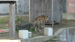 【週に一度の公開おやつタイム】なぜ食べ残す…？ アムールトラの風くん  天王寺動物園 4k動画 Siberian tiger