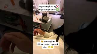 Ayo Tangkap Tiduran Mulu Gak Asik Nih