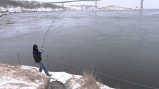 NORWAY ,fishing  Saltstraumen