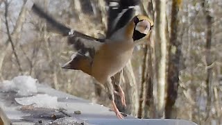 シメ、じわじわ餌に近づいてみたけれど・・・笑（八ヶ岳本日のかわいいお客さま速報2022/01/10) #Shorts