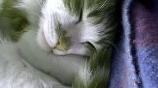 猫が熟睡をしていると思ったら可愛い反応に笑♥♥猫との会話を楽しむ動画 Conversation with a cat