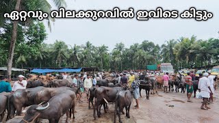 കന്നുകാലികൾക്ക് വില കുറഞ്ഞു | Kollanoor Chanda |  Cattle market in Kerala | Buffalo | Bull | Cow