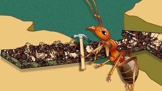 How Fire Ants Helped Ant-Man | HowStuffWorks Animations