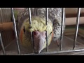 トリカゴに 顔をくいこませ カキカキをねだる！ オカメインコ