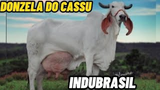 🌎Donzela do cassu ✅ vaca da raça Indubrasil ⭕campeã em produção leiteira.