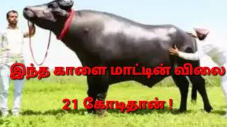 இந்த காளையின் விலை 21 கோடிதான்!